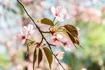 pink cherry blossoms