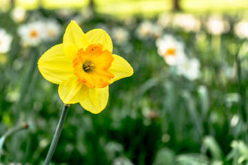 yellow daffodil