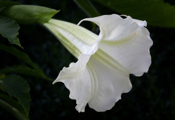 Fototapeta na wymiar Beautiful White Brugmansia - Angels Trumpet Flower on a dark, shady Background with some green leaves in the Patio garden.