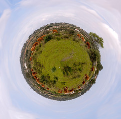 cows grazing fresh green grass at the meadow in Portugal in tiny planet style