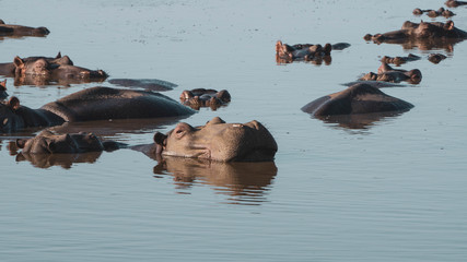 hippos in a lake in south africa