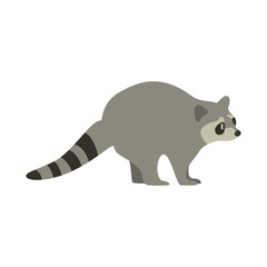 Cartoon raccoon. Cute Cartoon raccoon, Vector illustration on a white background. Drawing for children.