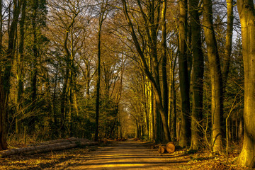 Beautiful yellow glow in deforested forest in Netherlands, Gelderland province. Many cut down tree logs can be seen next to gravel path. Still winter time but nice outside
