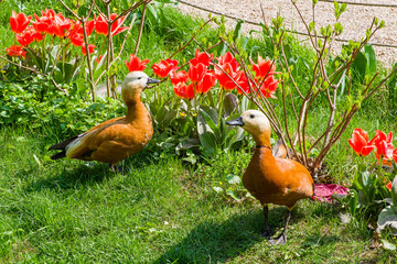 Fototapeta premium Two ruddy shelducks