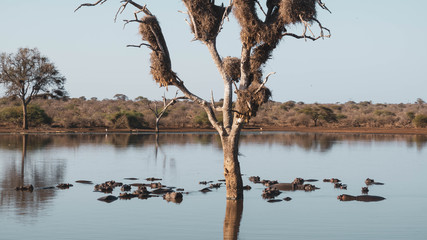 Symmetrical image of hippos lying in a lake beneath a tree