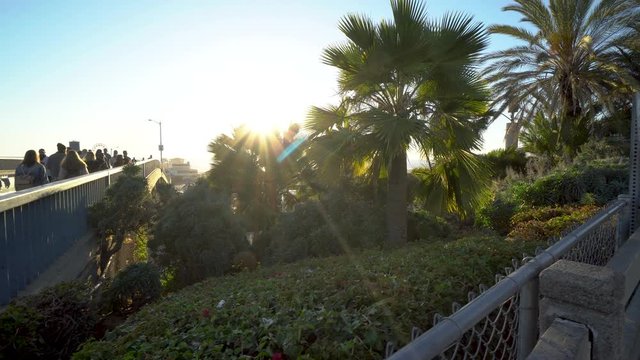 Sun shining through palm trees on Santa Monica Boulevard