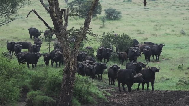 A Group Of African Buffalo Resting near The Tree In The Wide Field Of El Karama Lodge In Kenya. -wide shot