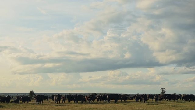 A Herd Of African Buffalo Feeding On The Vast Grassland In El Karama Lodge Under The Sunny Weather. -wide shot