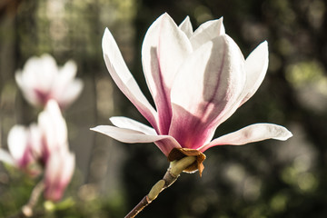 blooming magnolie blossom