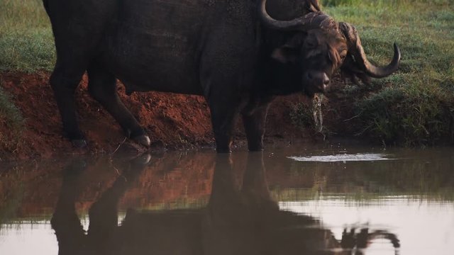An African Buffalo Drinking In The Pond Located In The Safari Of El K In Kenya. -wide shot