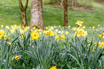 flower meadow with many yellow daffodils