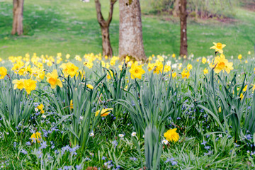 flower meadow with many yellow daffodils