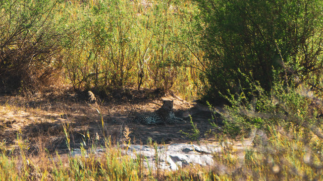 lepard in south africa