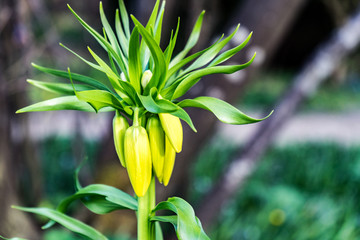 yellow imperal hazel grouse