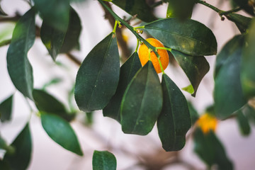 Cumquat on a tree with green leaves