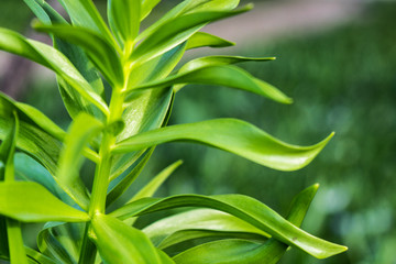 Obraz premium close up of a green plant on a park meadow