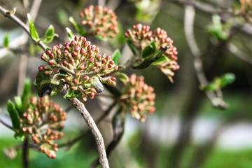 red buds on a branch in soft light