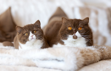 2 Bicolor Katzen Britisch Kurzhaar in cinnamon-white