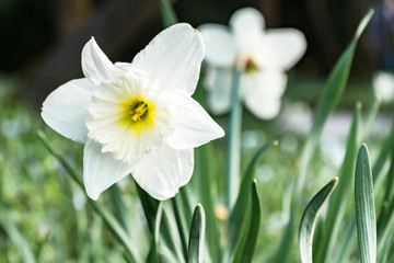 a white daffodil blooms in the park
