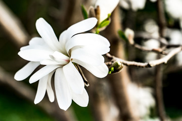 fully bloomed white magnolia on a branch with strong contrast
