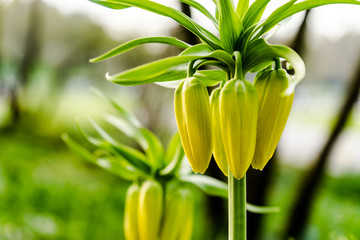 yellow imperal hazel grouse