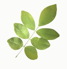 green leaves isolated on white background