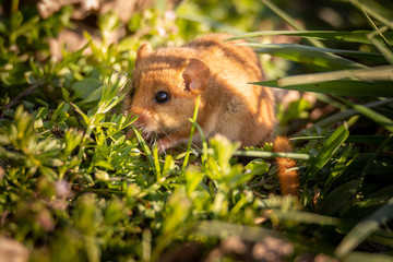 Haselmaus