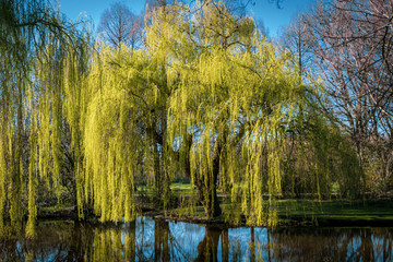 Weeping Willow in a park reflected in a pond 