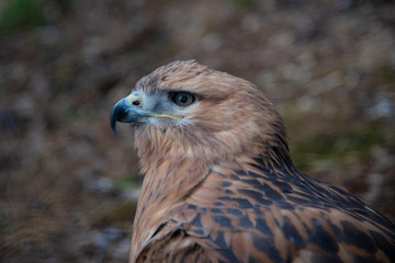 Buzzard buteo close up portrait raptor bird