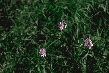 green fresh plants foliage wall for background
