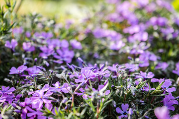 small gentle lilac flowers