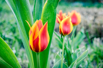Naklejka premium red tulips with yellow edge