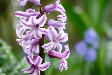 beautiful flowering purple hyacinth