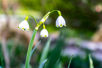 little tender white snowdrops