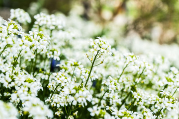 many little white flowers in the park