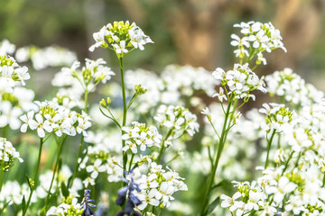many little white flowers in the park