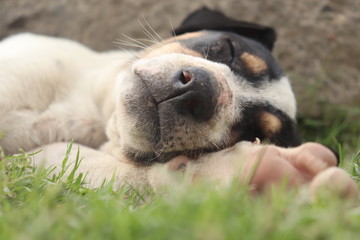 A close up image of a little puppy, sleeping on grass, in a park near New Town, Kolkata.