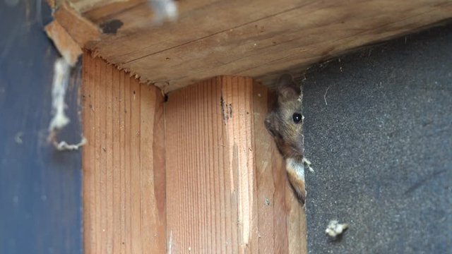 an beautiful brown mouse in a corner of a small house