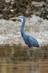 Heron