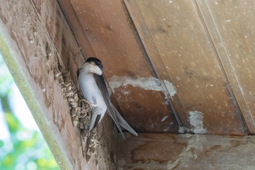 A swallow building a nest and looking at the camera