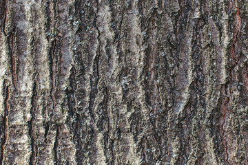 Dark wooden texture or background. Close-up.