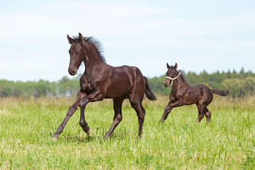 Obraz premium Two nice friesian foals running on meadow