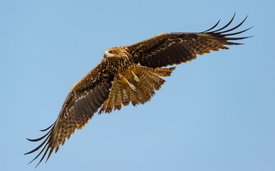 Black Kite and Brahminy Kite
