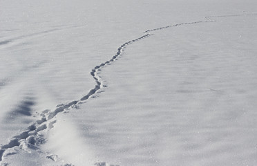 Animal trace in snow field