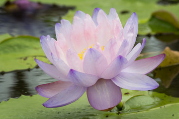 Beautiful lotus flower or Water lily on the water in a park close-up.