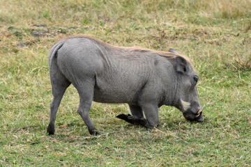 Warthog in Ngorongoro Conservation Area, Tanzania