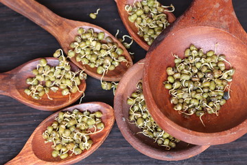 Fototapeta na wymiar Fresh germinated green gram beans in white background