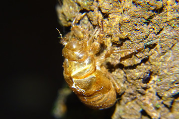 Cicadidae
