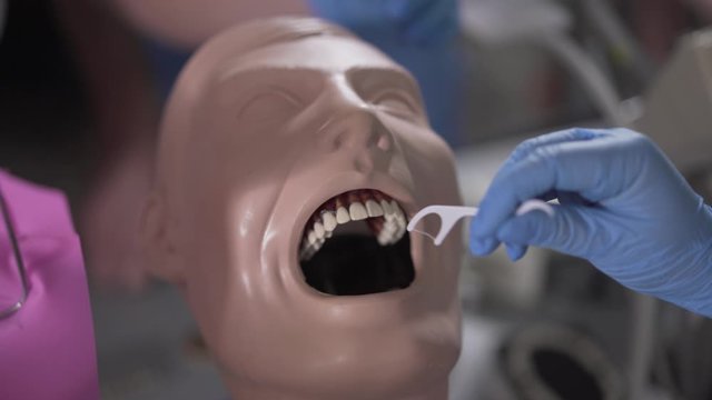 Close-up of cofferdam installation on dental mannequin. Unrecognizable women in medical protective gloves practicing stomatology. Medicine, odontology, education, profession.