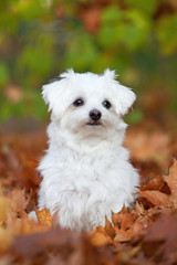 Portrait of nice young maltese dog in autumn park